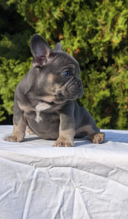 Leo