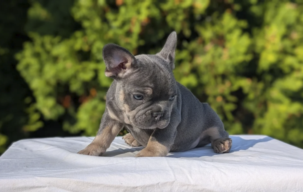 Leo
