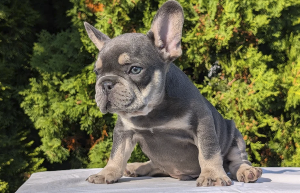 Loki French Bulldog puppy