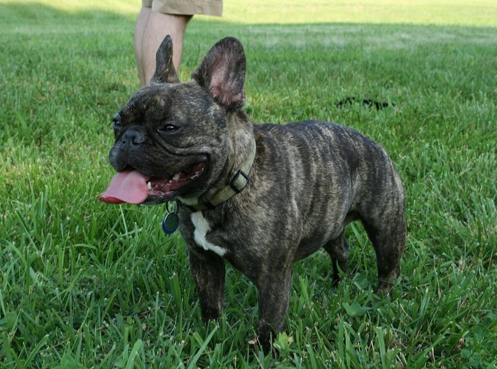 Atlas