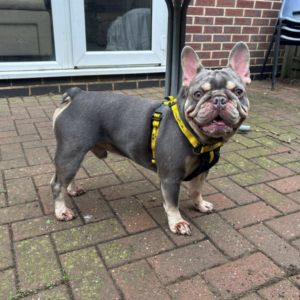Winston