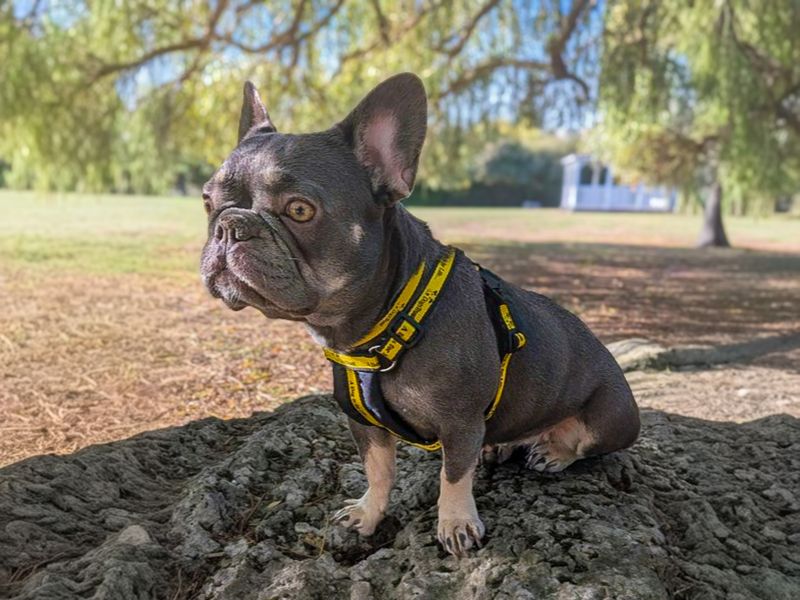Sophie