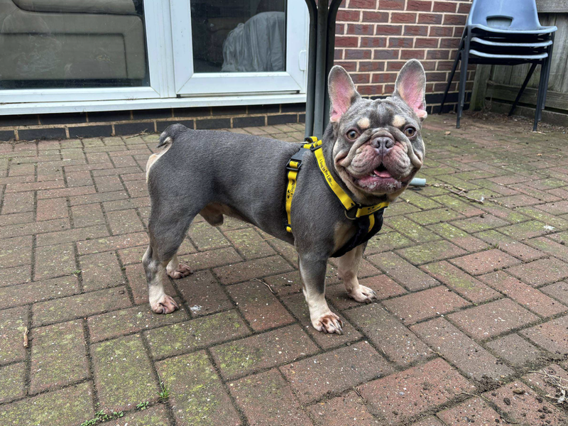 Winston